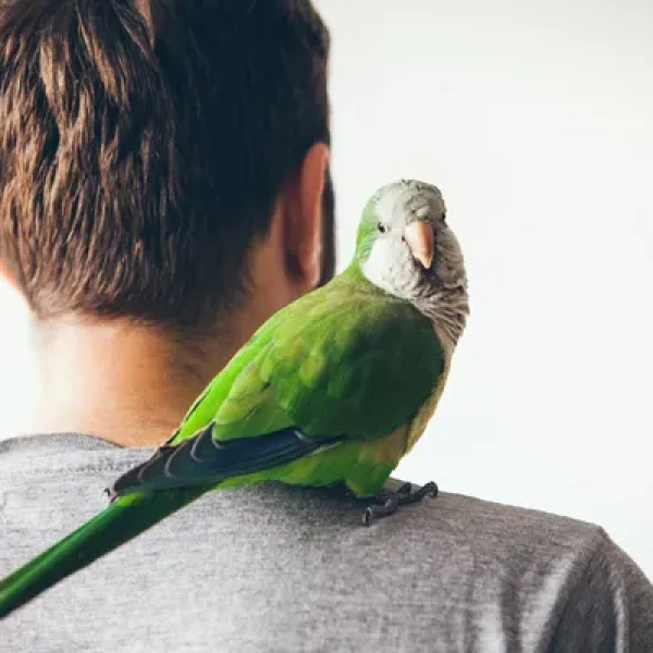Common Conditions of Pet Birds