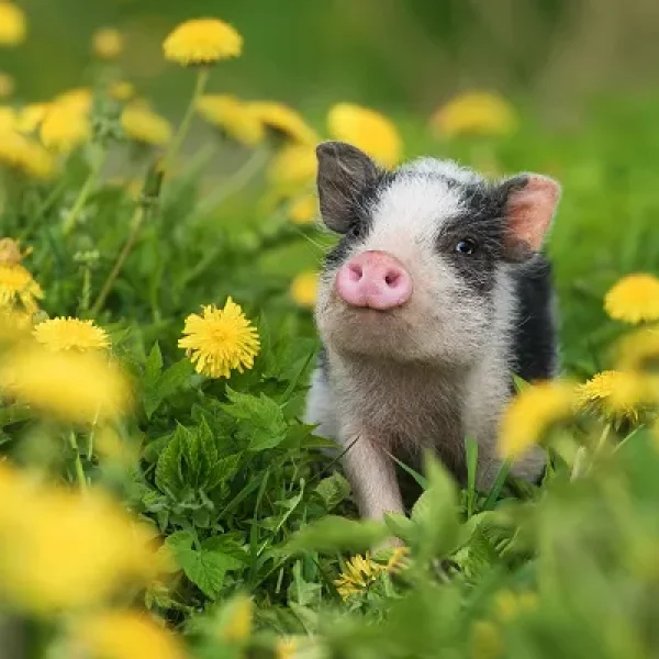 Common Health Problems Affecting Mini-Pigs - Part 1