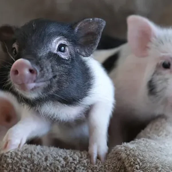 Common Health Problems Affecting Mini-Pigs - Part 2