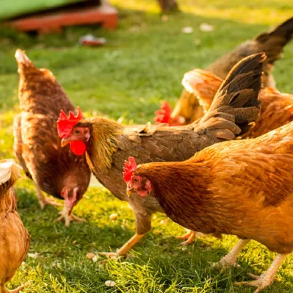 Common Viral Diseases of Pet and Backyard Chickens