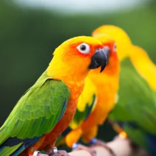 Conures - General Information