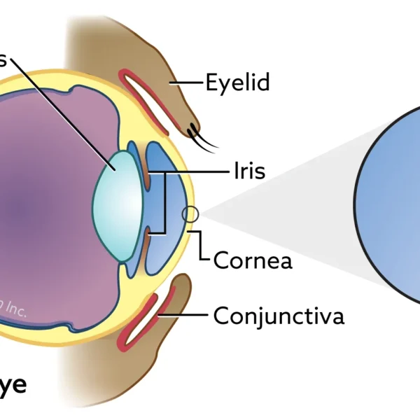 Corneal Dystrophy in Dogs
