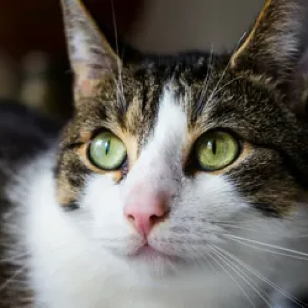 Corneal Ulcers (Ulcerative Keratitis) in Cats