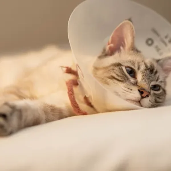 Critical Care Nutrition for Cats