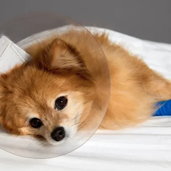 Critical Care Nutrition for Dogs