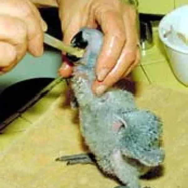 Crop Infections in Birds