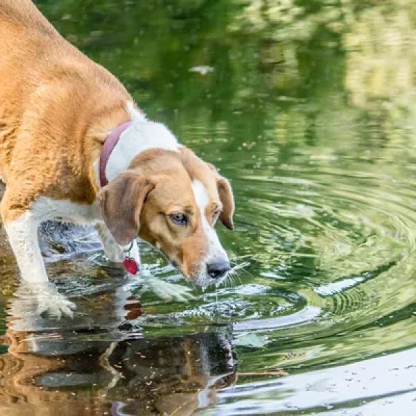 Cryptosporidiosis in Dogs