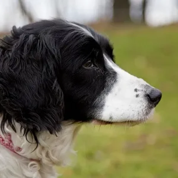 Cushing's Disease - Testing