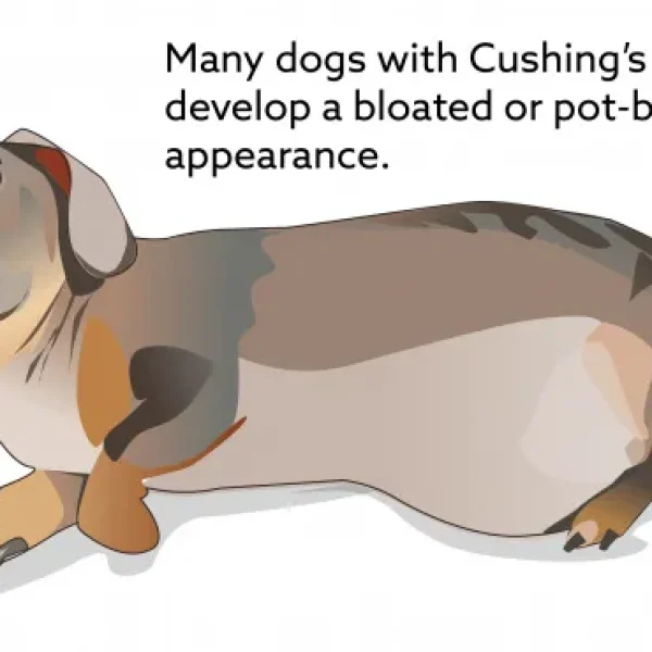 Cushing's Disease - Treatment Instructions with Mitotane for Dogs