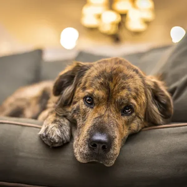 Cutaneous Histiocytoma in Dogs