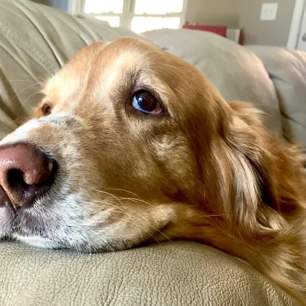 Cutaneous Histiocytosis