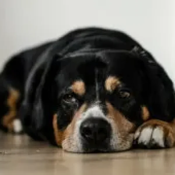 Cutaneous Lymphoma in Dogs