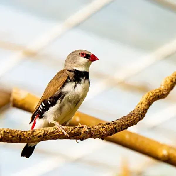 Cutaneous Papillomatosis or Warts in Birds