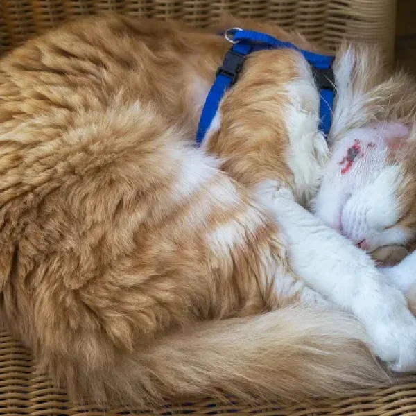 Cuterebra or Warbles in Cats