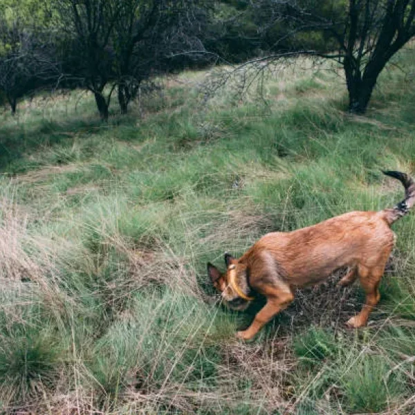 Cuterebra or 'Warbles' in Dogs