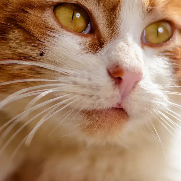 Cytauxzoonosis in Cats