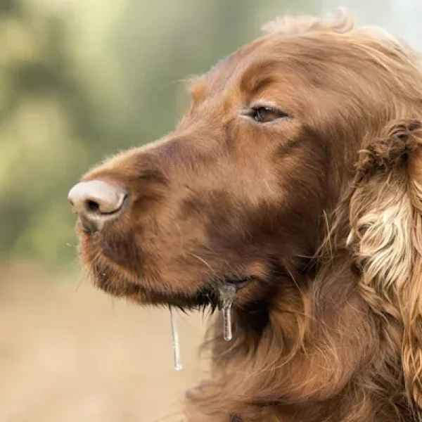 Dealing with Drooling