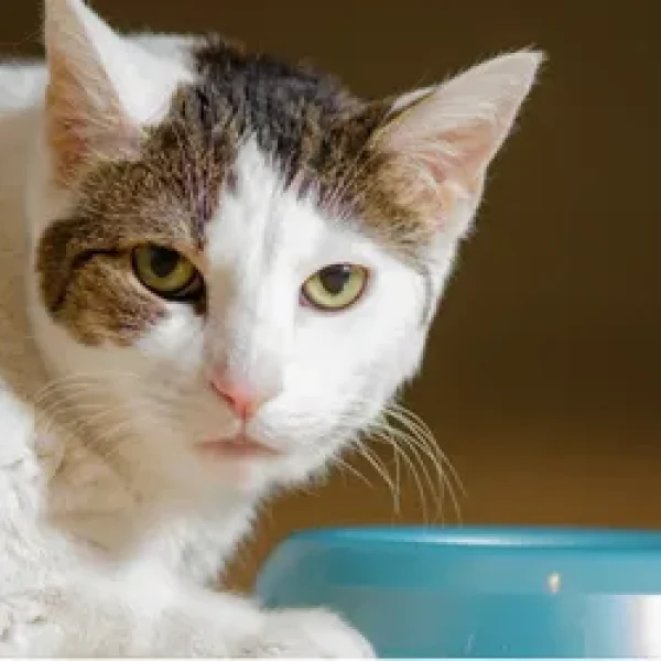 Deciphering Cat Food Labels