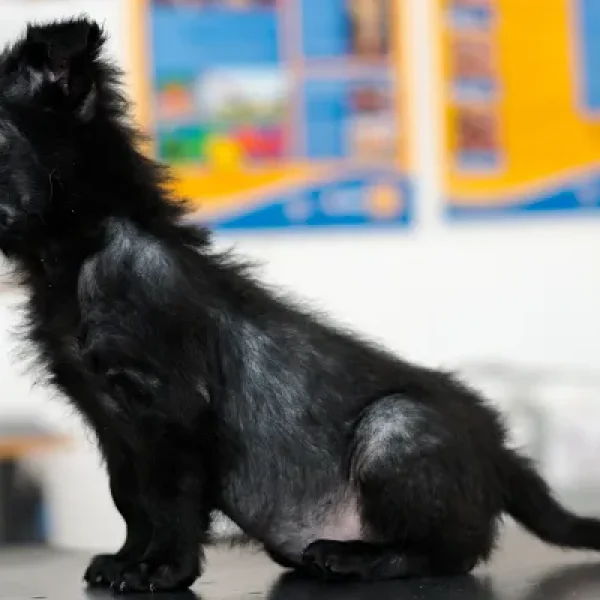 Demodectic Mange in Dogs