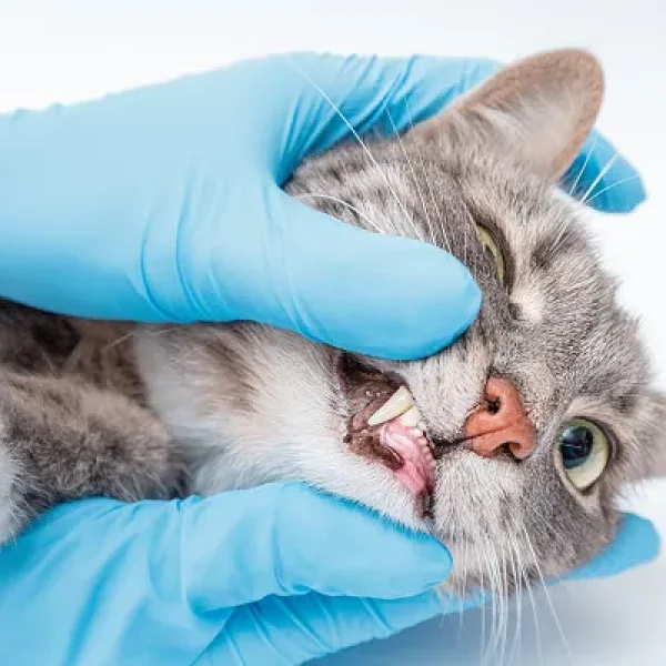 Dental Cleaning in Cats