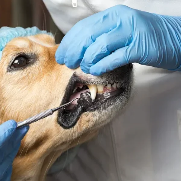 Dental Cleaning in Dogs