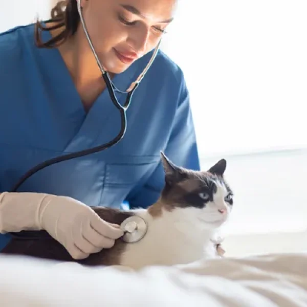 Dental Disease and Its Relation to Systemic Disease in Pets