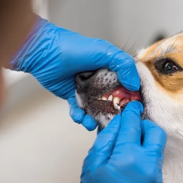 Dental Disease in Dogs