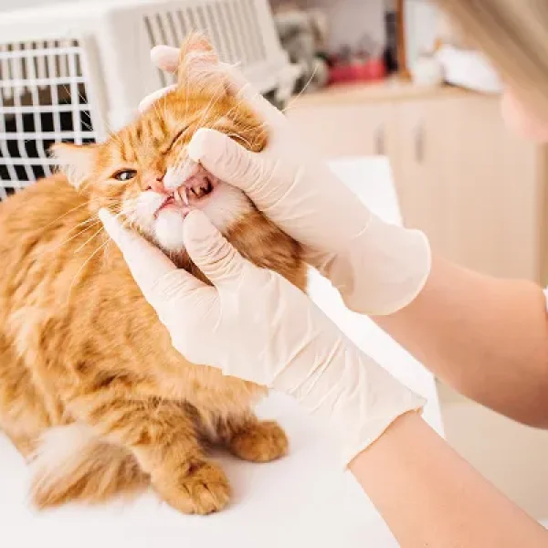 Dental Pain in Cats
