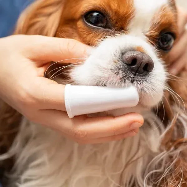 Dental Pain in Dogs