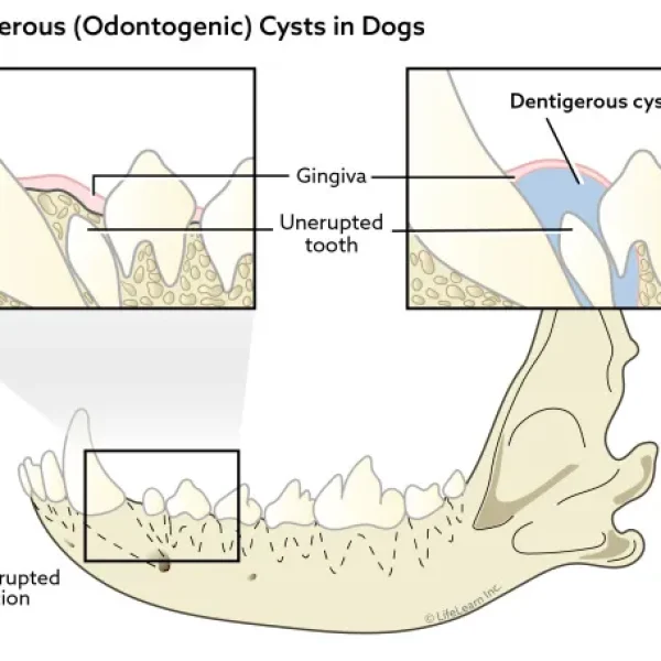 Dentigerous Odontogenic Cysts in Dogs