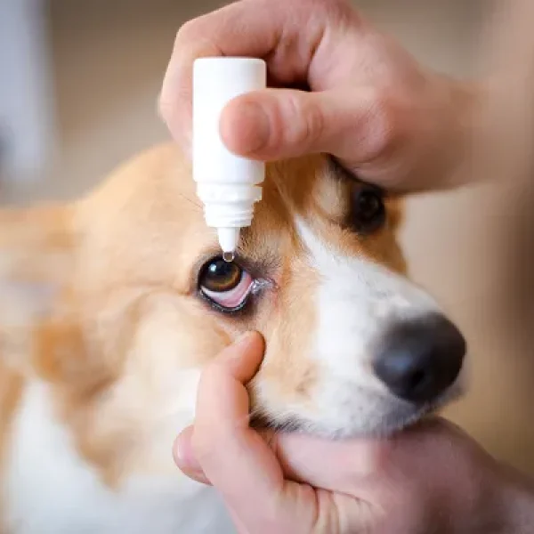 Dexamethasone Ophthalmic