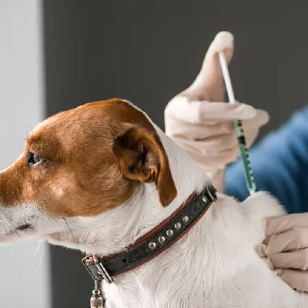 Diabetes Mellitus Insulin Treatment in Dogs