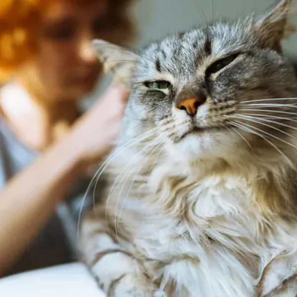 Diabetes Mellitus Oral Treatments for Cats
