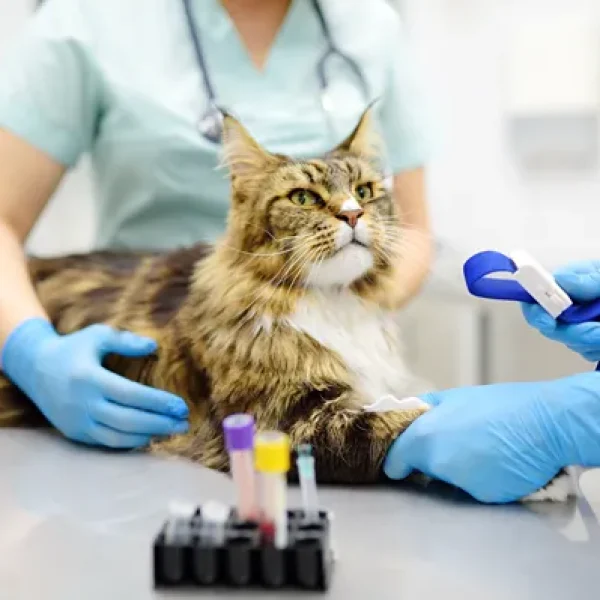 Diabetes Mellitus Principles of Treatment in Cats