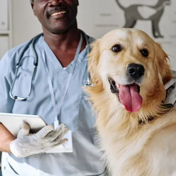 Diabetes in Dogs Testing and Monitoring