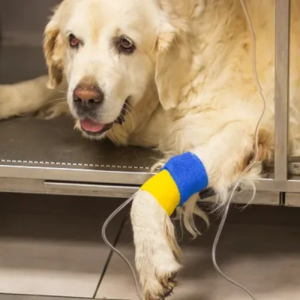 Diabetic Ketoacidosis in Dogs