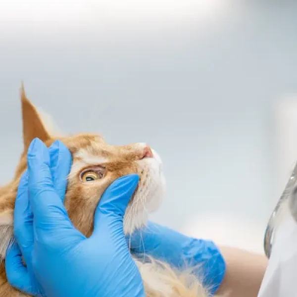 Diclofenac Ophthalmic