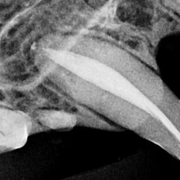 Does My Cat Need a Root Canal