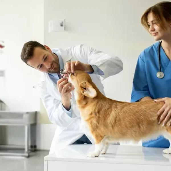 Does My Dog Need a Root Canal