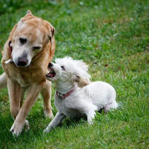 Dog Behavior Problems Aggression Between Household Dogs Part 1 Assessment