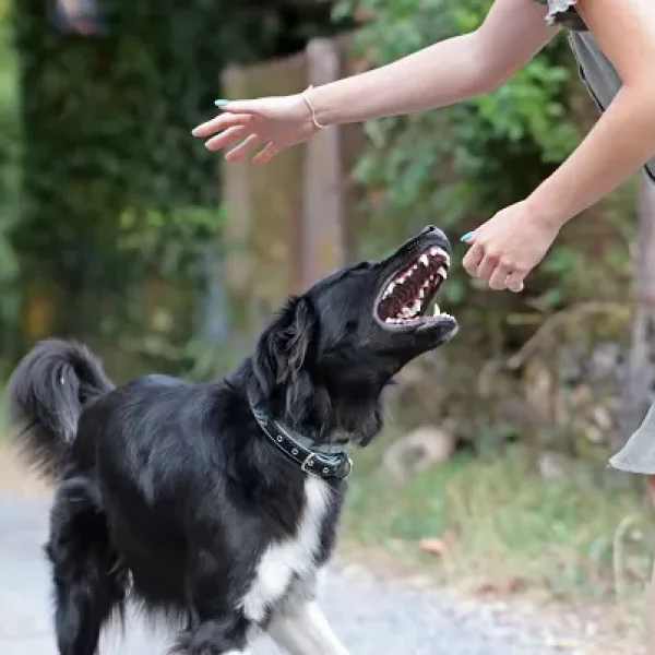 Dog Behavior Problems Aggression Children