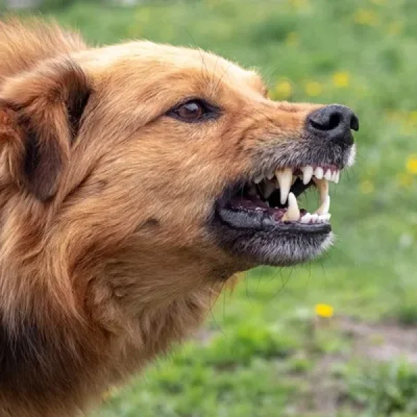 Dog Behavior Problems Aggression Diagnosis and Overview