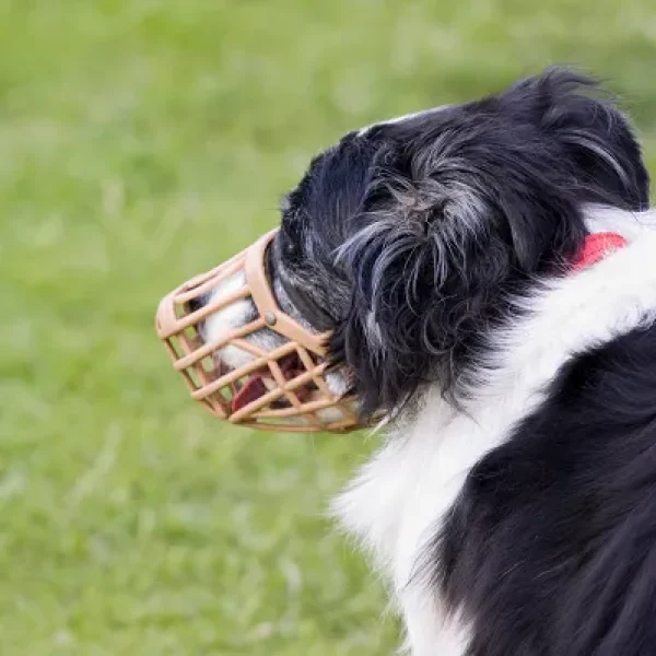 Dog Behavior Problems Aggression Towards Unfamiliar Dogs Part 2 Treatment