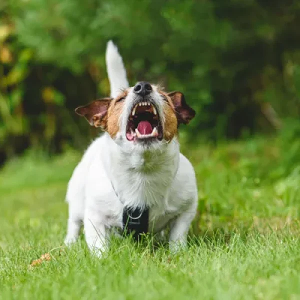 Dog Behavior Problems Aggression to Family Members