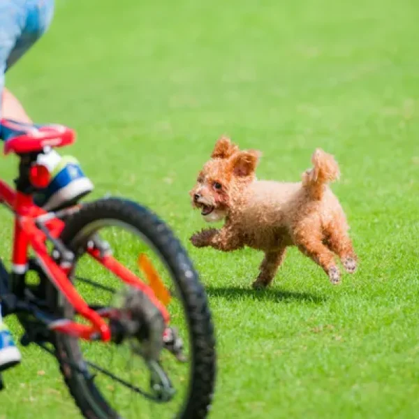 Dog Behavior Problems Chase Behaviors