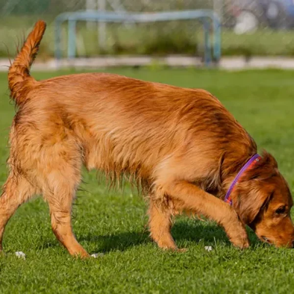 Dog Behavior Problems Coprophagia