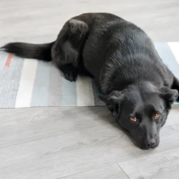 Dog Behavior Problems House Soiling