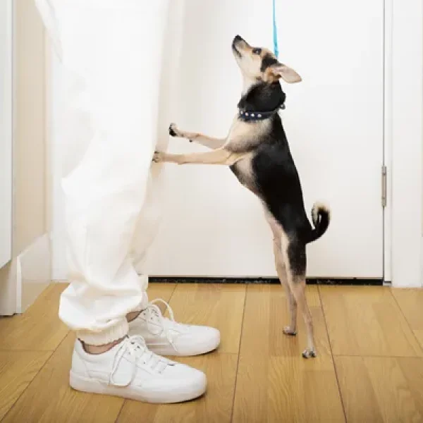 Dog Behavior Problems Submissive Excitement and Conflict Urination