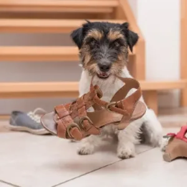 Dog Behavior What is Normal