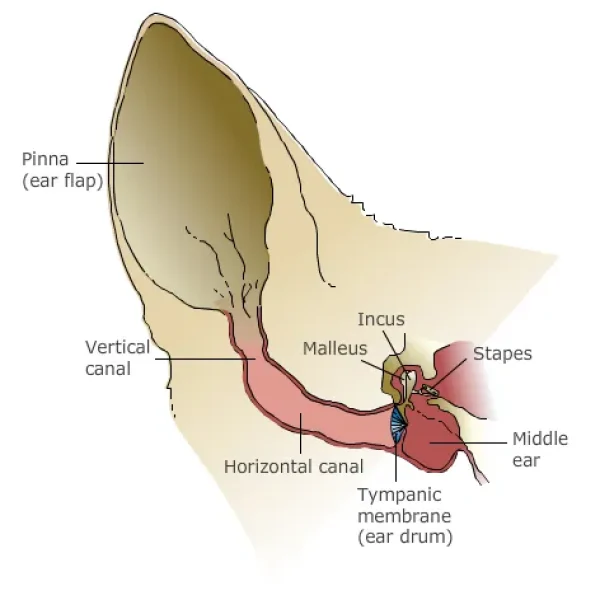 Dog Behavior and Training Cleaning Ears